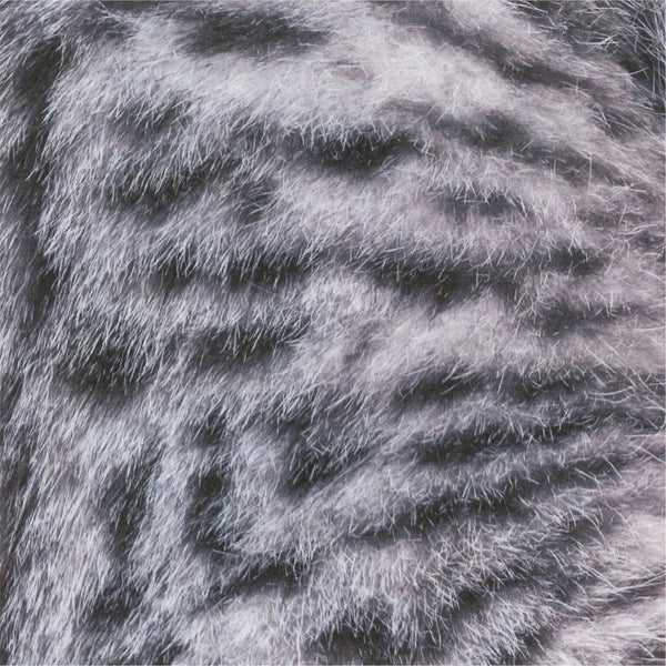 MARUMO PRINTING Animal Origami Paper - Scottish Fold / Maine Coon / Munchkin Cat / Type H - Additional product image