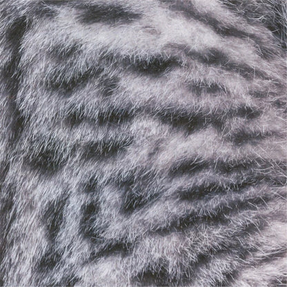 MARUMO PRINTING Animal Origami Paper - Scottish Fold / Maine Coon / Munchkin Cat / Type H - Additional product image